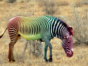 Find your Zebra